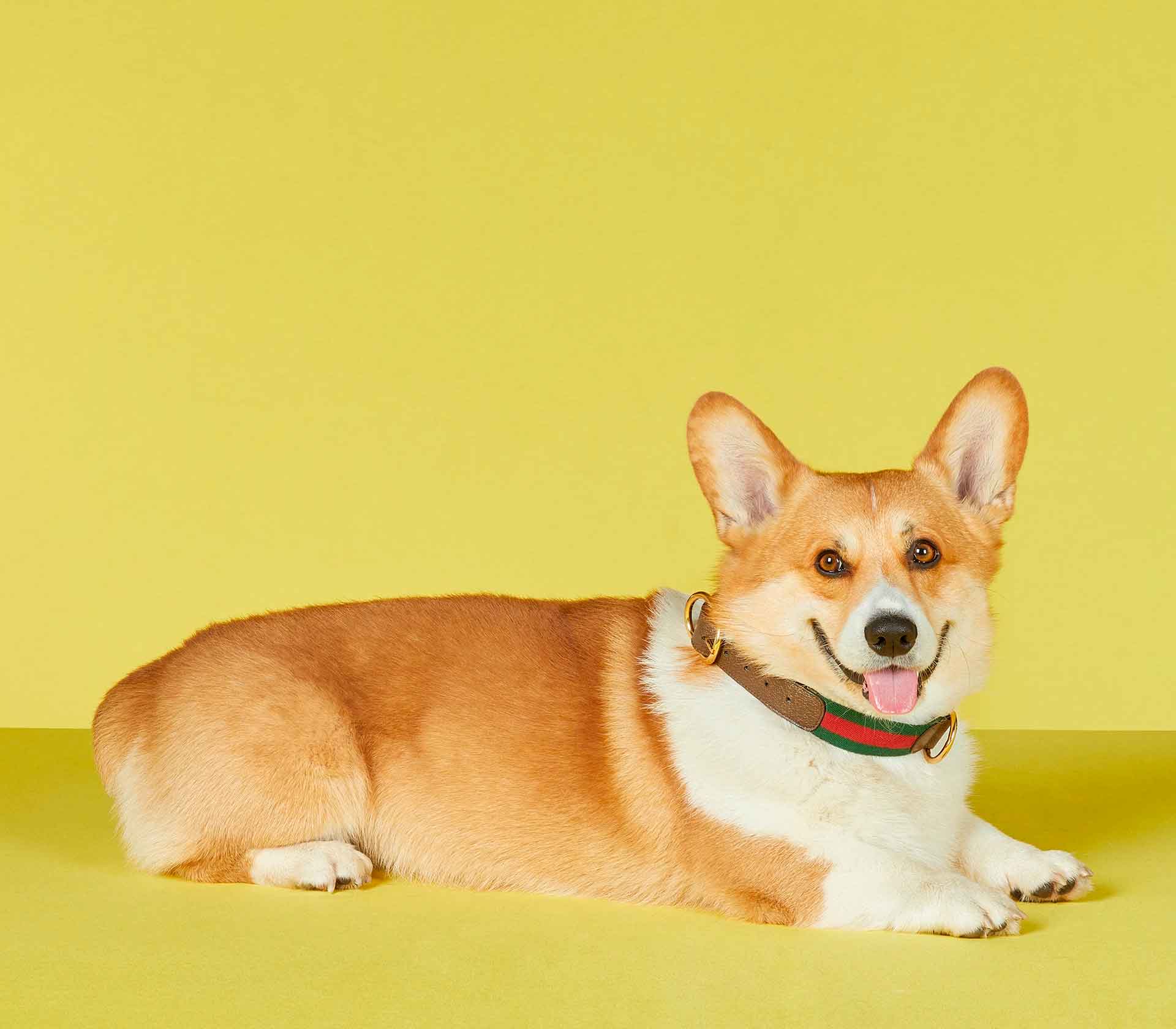 Coleira para Pet de Porte - Web - Mercado de Luxo - O Maior E-Commerce de Bens, Produtos e Serviços de Luxo do Brasil.