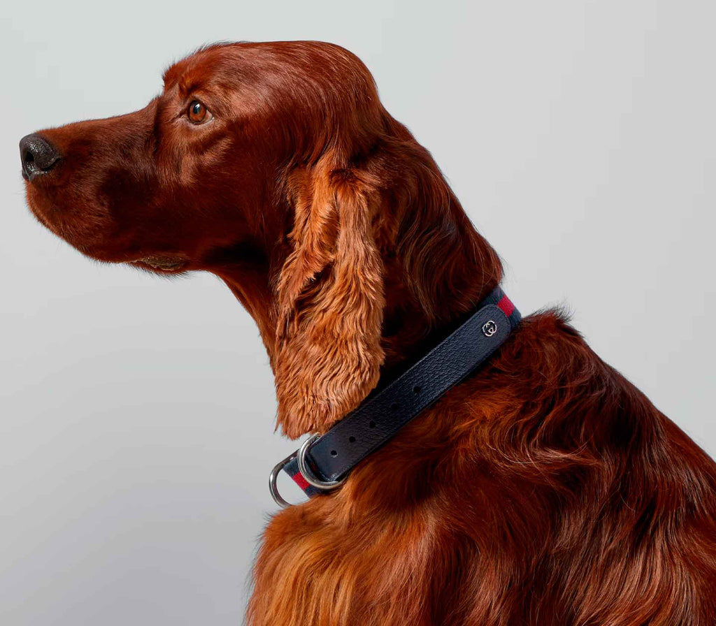 Coleira para Pet de Porte - Web Azul - Mercado de Luxo - O Maior E-Commerce de Bens, Produtos e Serviços de Luxo do Brasil.