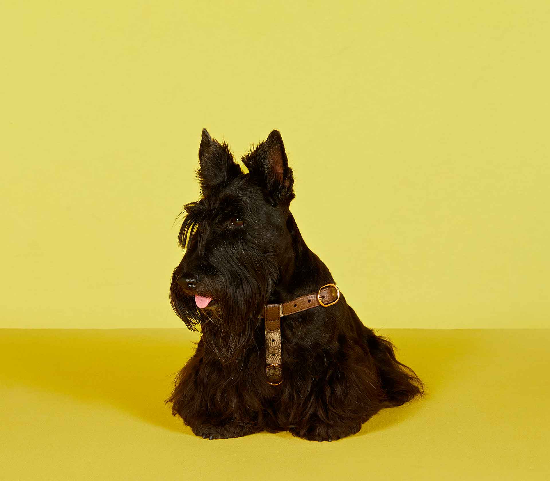 Coleira de Peito para Pet - Tradicional - Mercado de Luxo - O Maior E-Commerce de Bens, Produtos e Serviços de Luxo do Brasil.