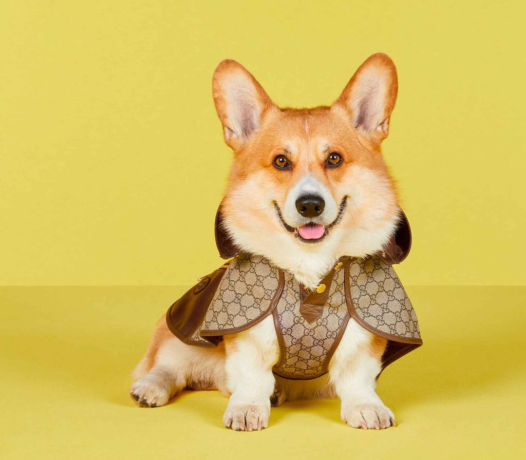 Casaco para Pet com Capuz - Tradicional - Mercado de Luxo - O Maior E-Commerce de Bens, Produtos e Serviços de Luxo do Brasil.