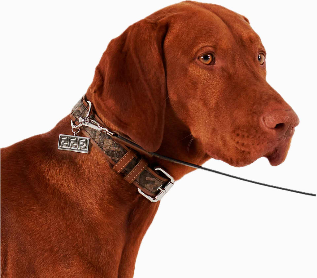 Coleira para Pet - Tradicional - Mercado de Luxo - O Maior E-Commerce de Bens, Produtos e Serviços de Luxo do Brasil.