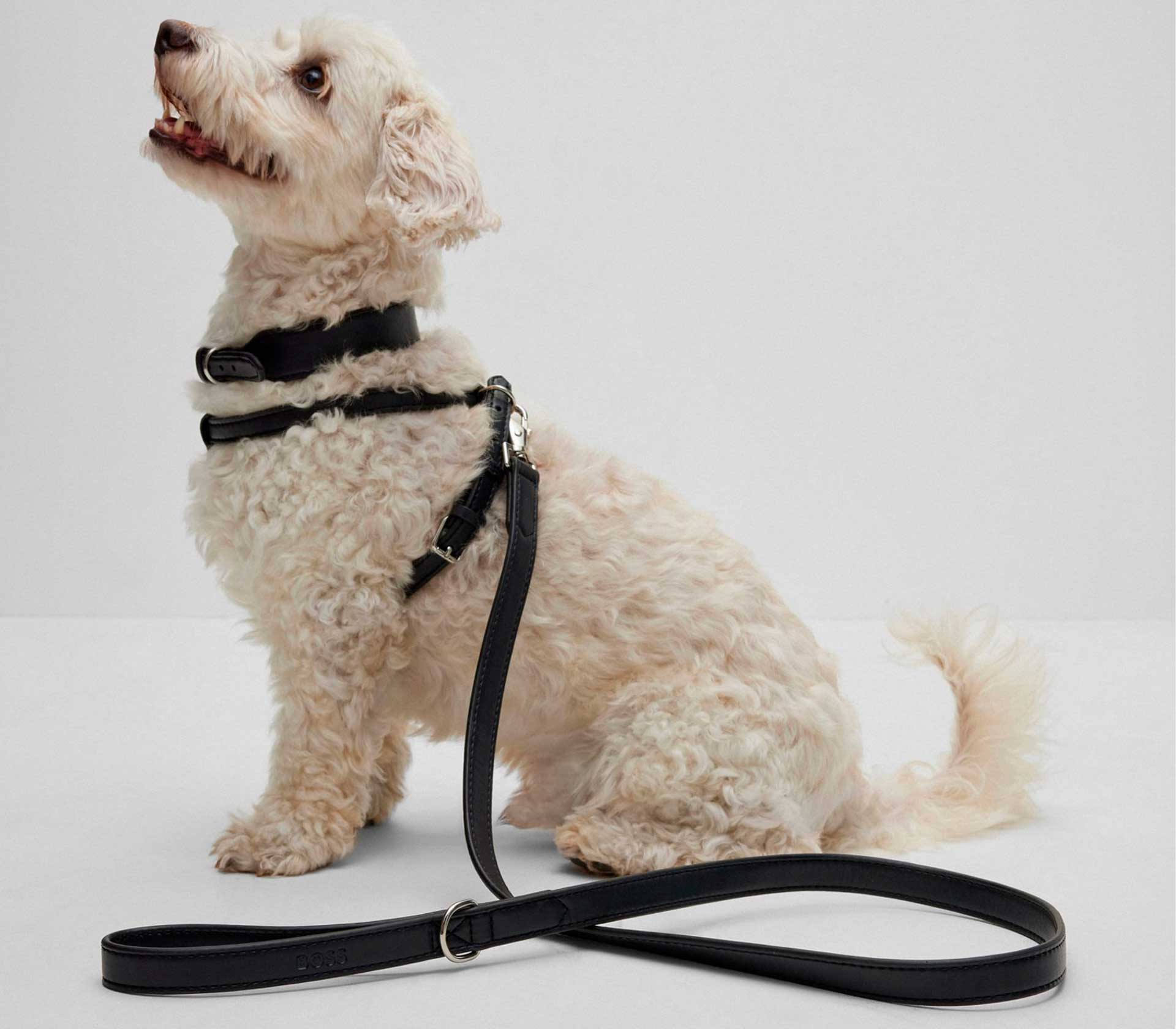 Guia de Coleira para Pet em Couro - Mercado de Luxo - O Maior E-Commerce de Bens, Produtos e Serviços de Luxo do Brasil.