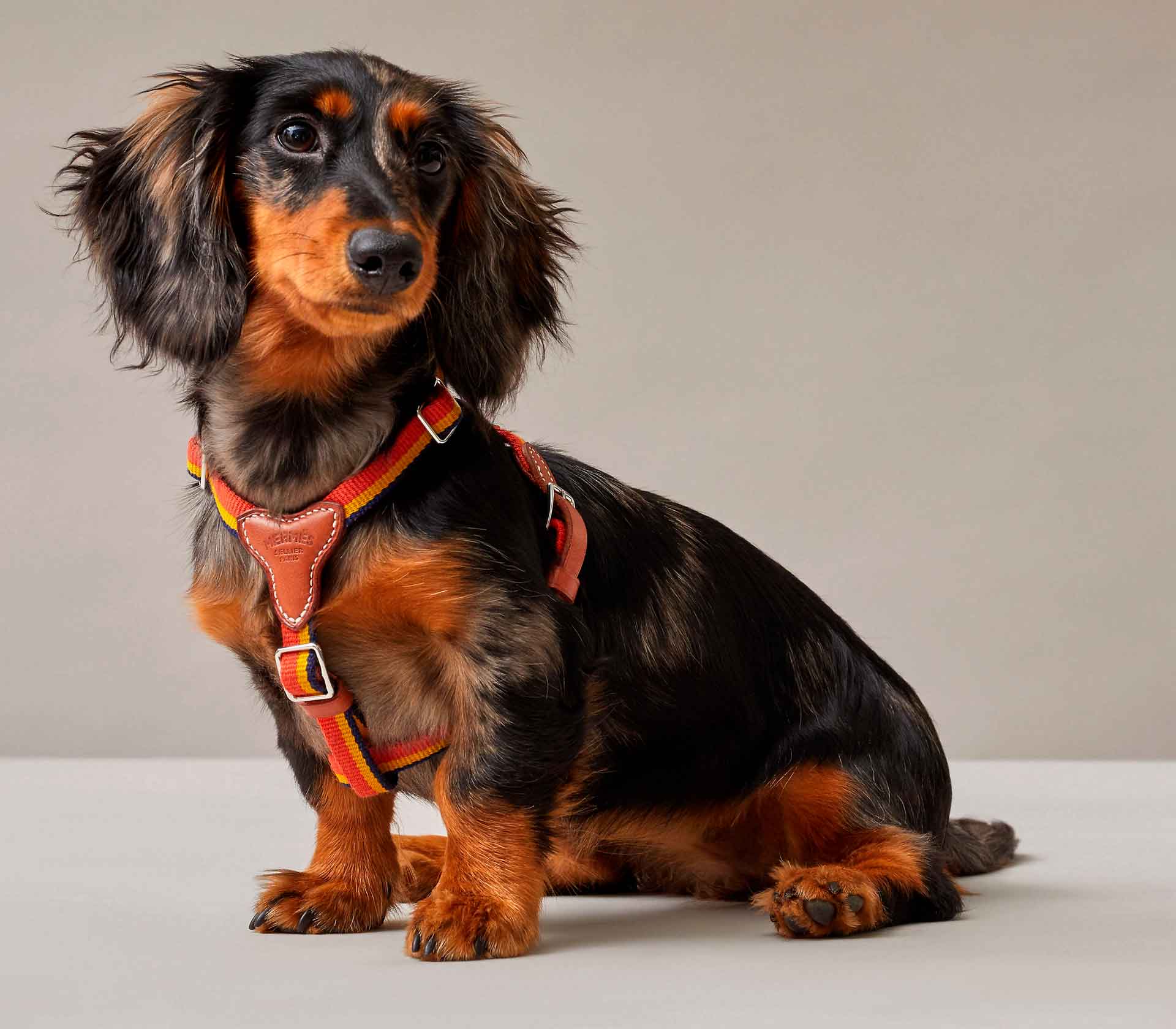 Coleira de Peito para Pet Rocabar - Mercado de Luxo - O Maior E-Commerce de Bens, Produtos e Serviços de Luxo do Brasil.