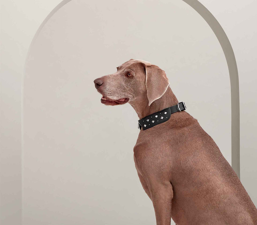 Coleira para Pet Rocabar Black Tie - Mercado de Luxo - O Maior E-Commerce de Bens, Produtos e Serviços de Luxo do Brasil.