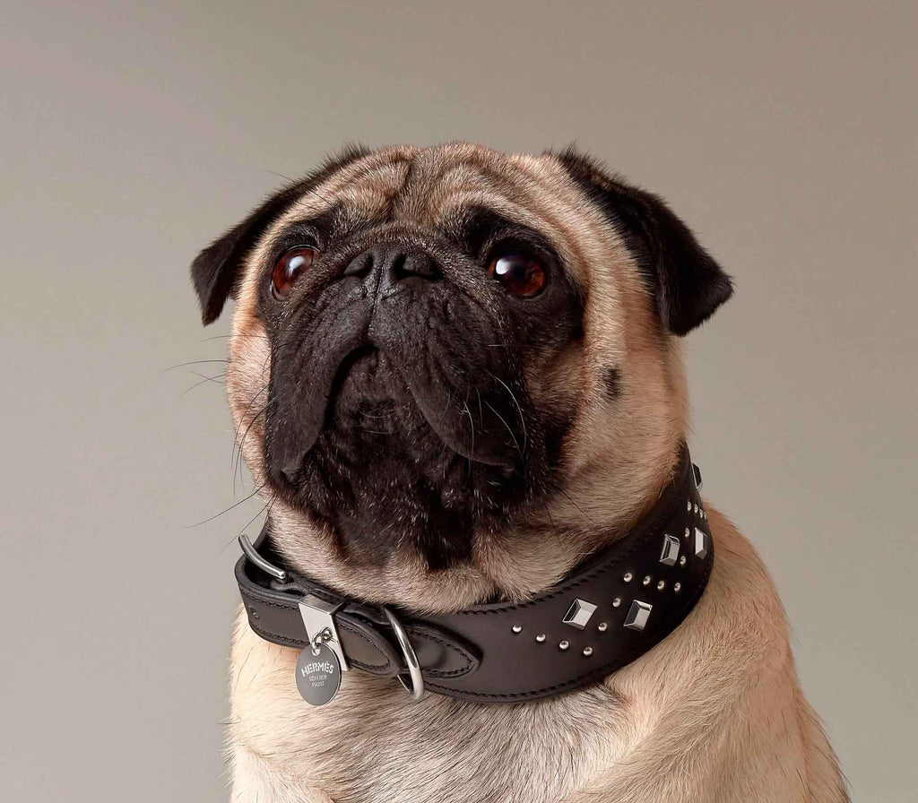 Coleira para Pet Punch - Mercado de Luxo - O Maior E-Commerce de Bens, Produtos e Serviços de Luxo do Brasil.