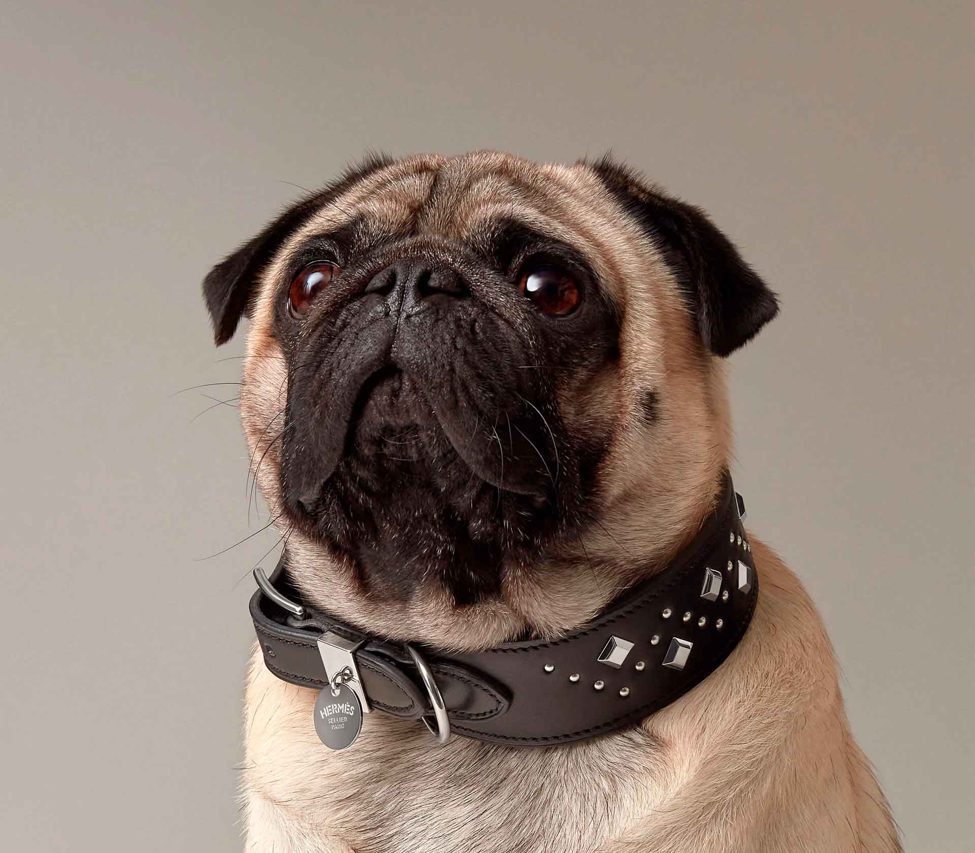 Coleira para Pet Punch - Mercado de Luxo - O Maior E-Commerce de Bens, Produtos e Serviços de Luxo do Brasil.