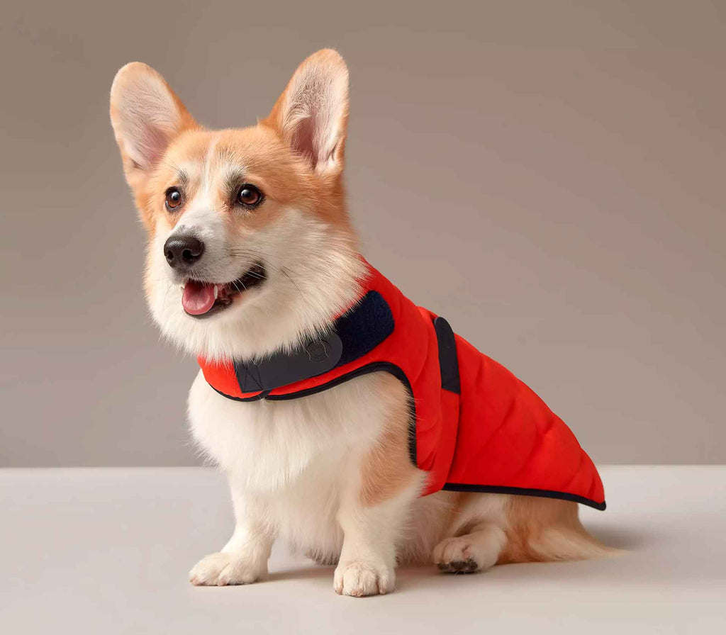 Roupa para Pet Sellier - Mercado de Luxo - O Maior E-Commerce de Bens, Produtos e Serviços de Luxo do Brasil.