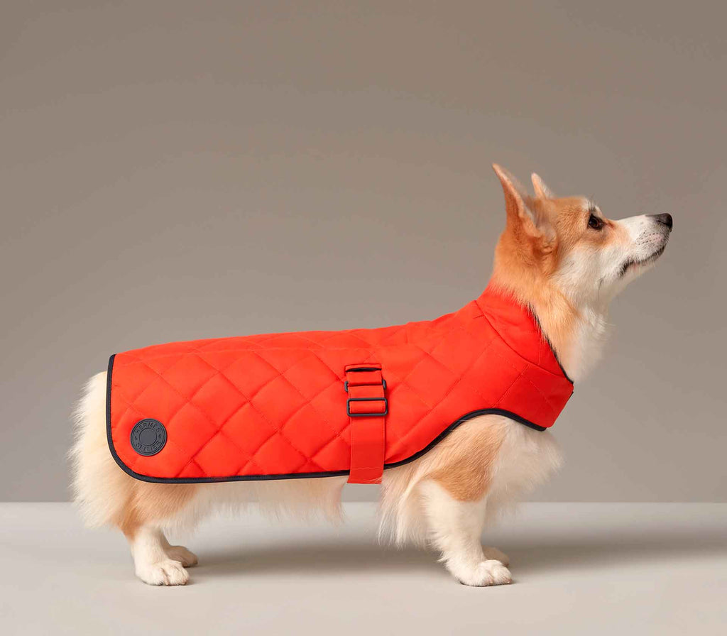 Roupa para Pet Sellier - Mercado de Luxo - O Maior E-Commerce de Bens, Produtos e Serviços de Luxo do Brasil.