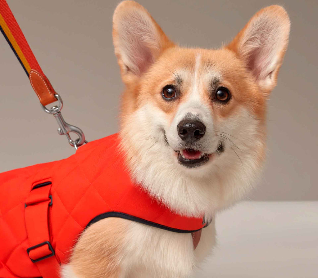 Roupa para Pet Sellier - Mercado de Luxo - O Maior E-Commerce de Bens, Produtos e Serviços de Luxo do Brasil.