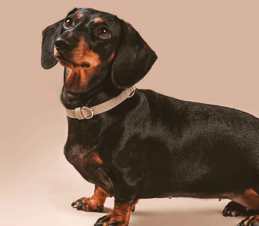 Coleira para Pet Clyde - Mercado de Luxo - O Maior E-Commerce de Bens, Produtos e Serviços de Luxo do Brasil.