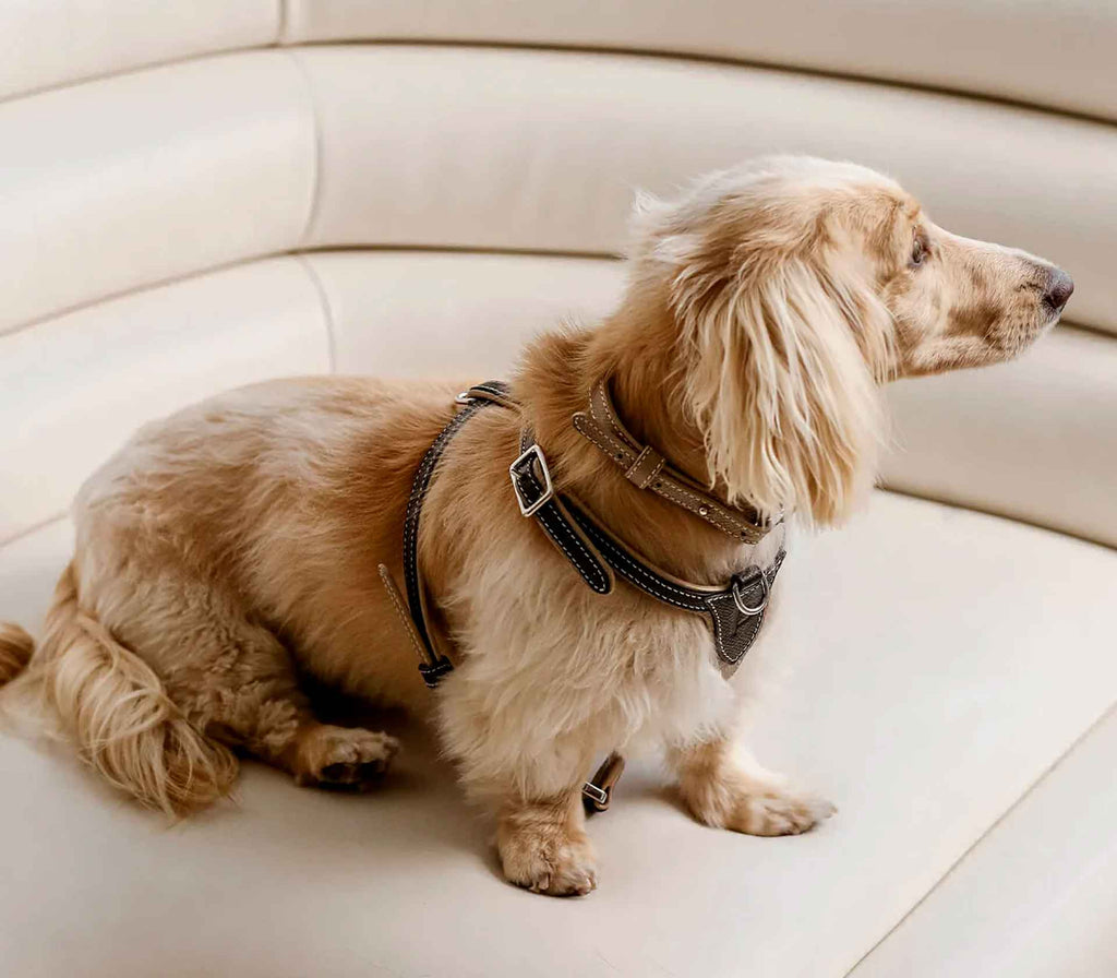 Coleira de Peito para Pet The Petite - Mercado de Luxo - O Maior E-Commerce de Bens, Produtos e Serviços de Luxo do Brasil.