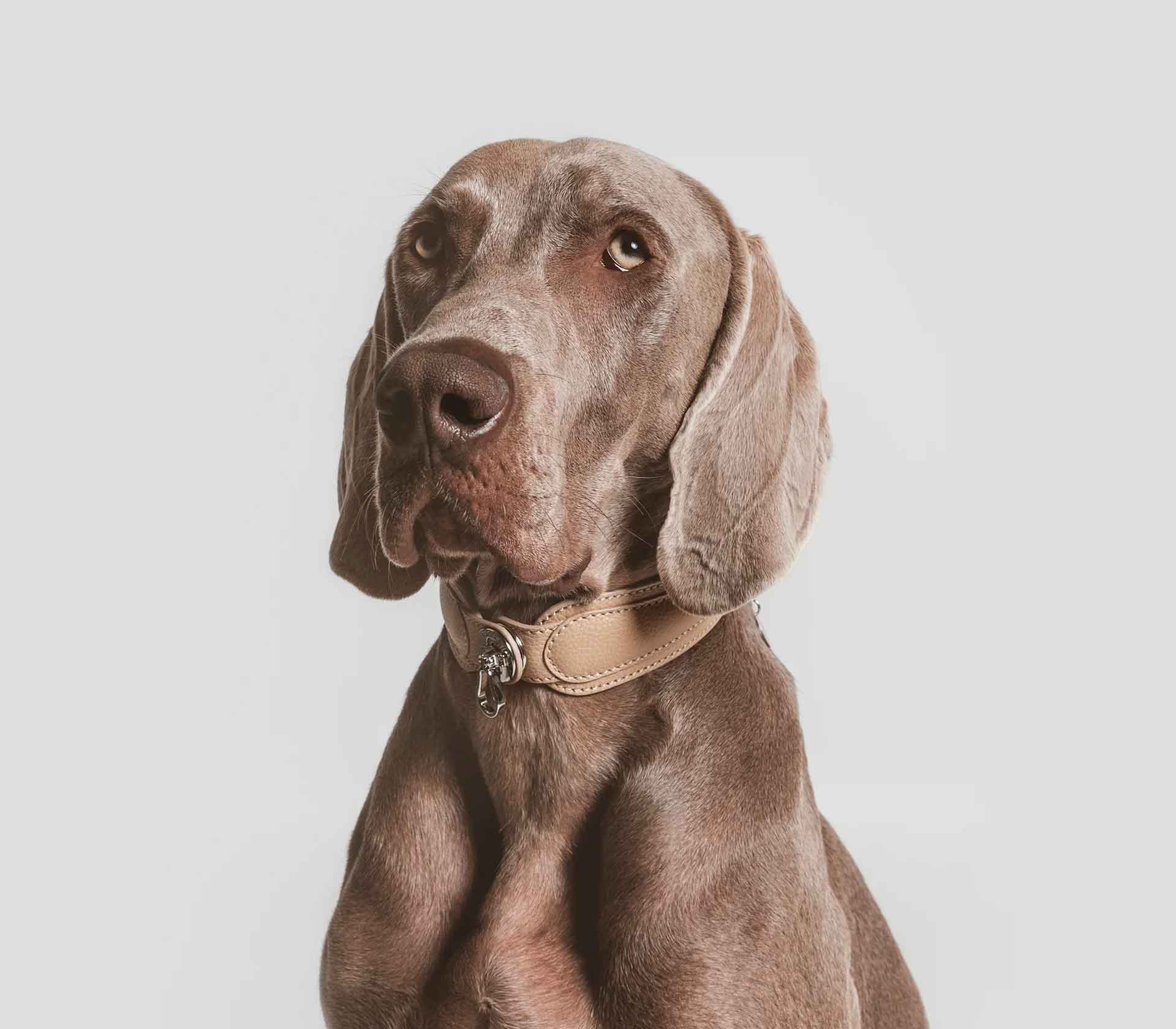 Coleira para Pet The Dórro  - Mercado de Luxo - O Maior E-Commerce de Bens, Produtos e Serviços de Luxo do Brasil.