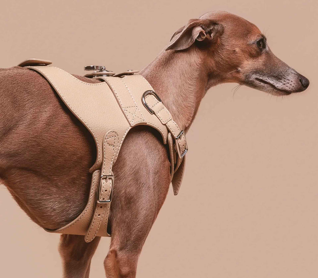 Coleira de Peito para Pet The Colombo - Mercado de Luxo - O Maior E-Commerce de Bens, Produtos e Serviços de Luxo do Brasil.