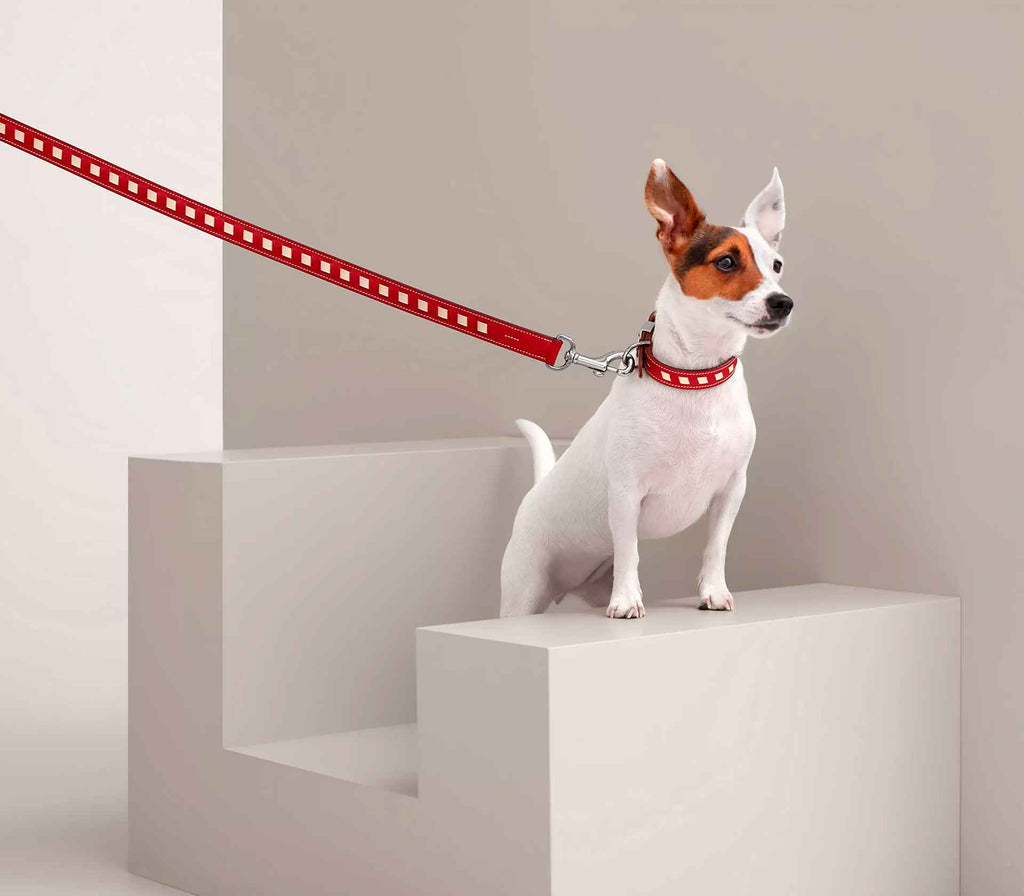 Guia de Coleira para Pet Tressee - Mercado de Luxo - O Maior E-Commerce de Bens, Produtos e Serviços de Luxo do Brasil.