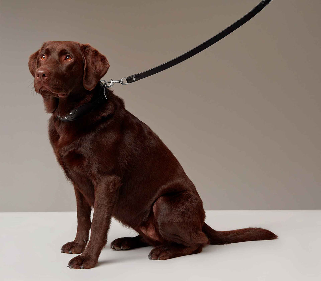 Guia de Coleira para Pet Punch - Mercado de Luxo - O Maior E-Commerce de Bens, Produtos e Serviços de Luxo do Brasil.