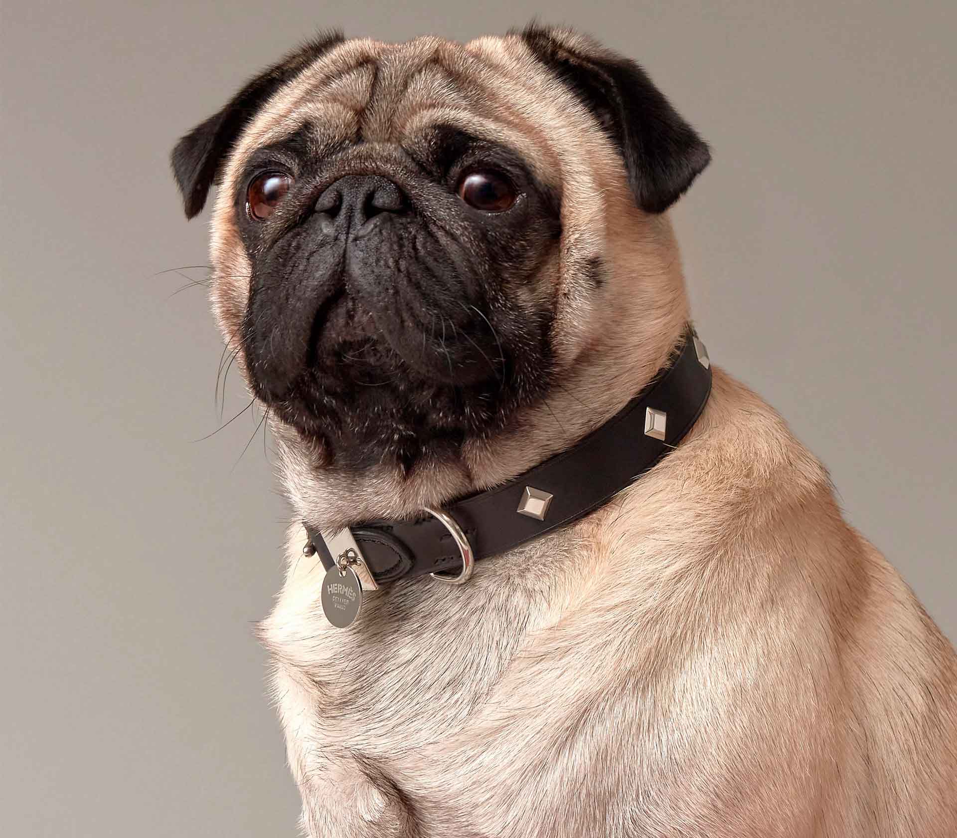 Coleira para Pet Punch  - Mercado de Luxo - O Maior E-Commerce de Bens, Produtos e Serviços de Luxo do Brasil.