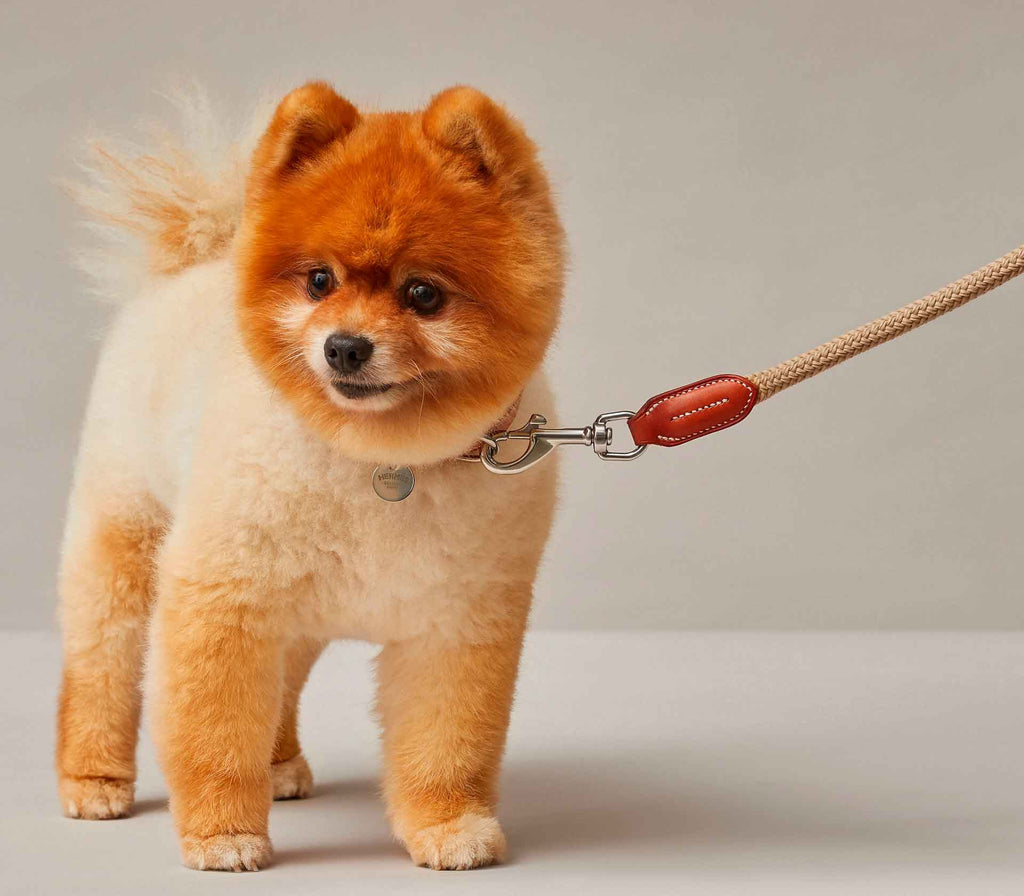Guia de Coleira para Pet Gaucho - Mercado de Luxo - O Maior E-Commerce de Bens, Produtos e Serviços de Luxo do Brasil.
