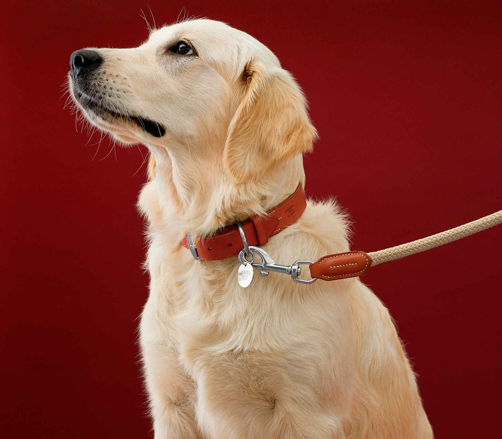 Guia de Coleira para Pet Gaucho - Mercado de Luxo - O Maior E-Commerce de Bens, Produtos e Serviços de Luxo do Brasil.