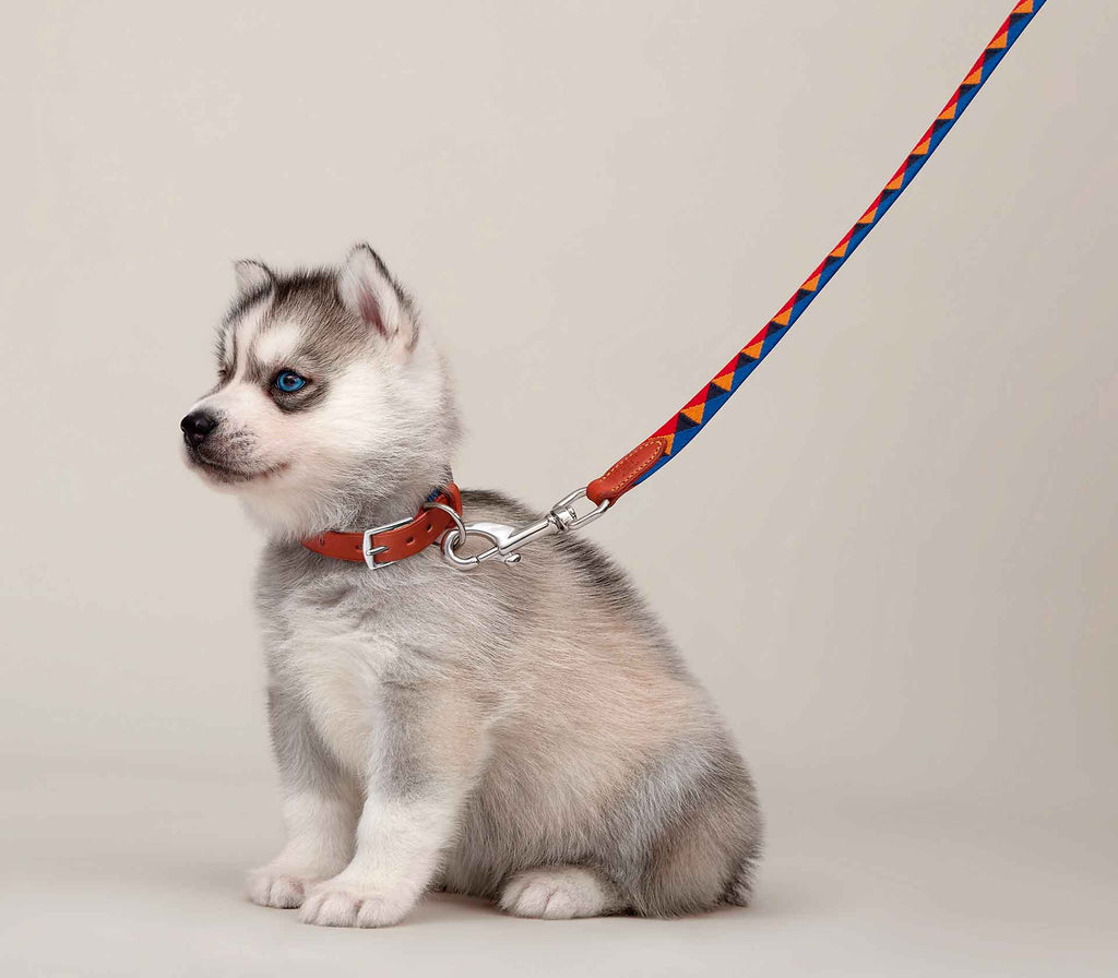 Guia de Coleira para Pet Medor Azul - Mercado de Luxo - O Maior E-Commerce de Bens, Produtos e Serviços de Luxo do Brasil.