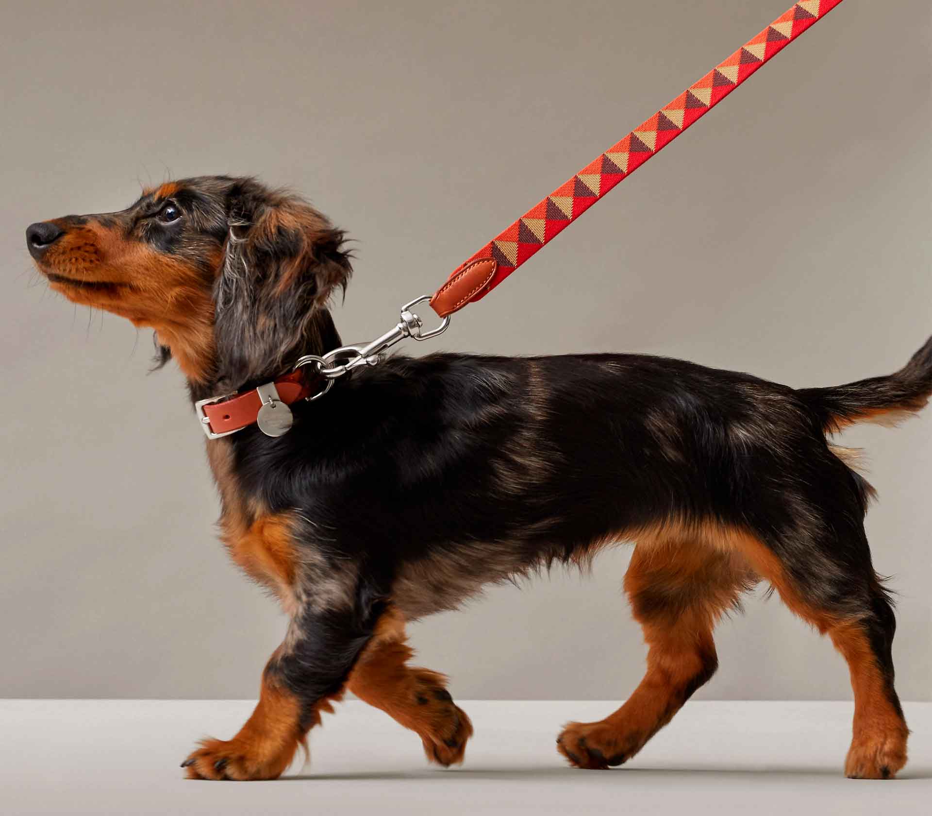 Guia de Coleira para Pet Medor Laranja - Mercado de Luxo - O Maior E-Commerce de Bens, Produtos e Serviços de Luxo do Brasil.