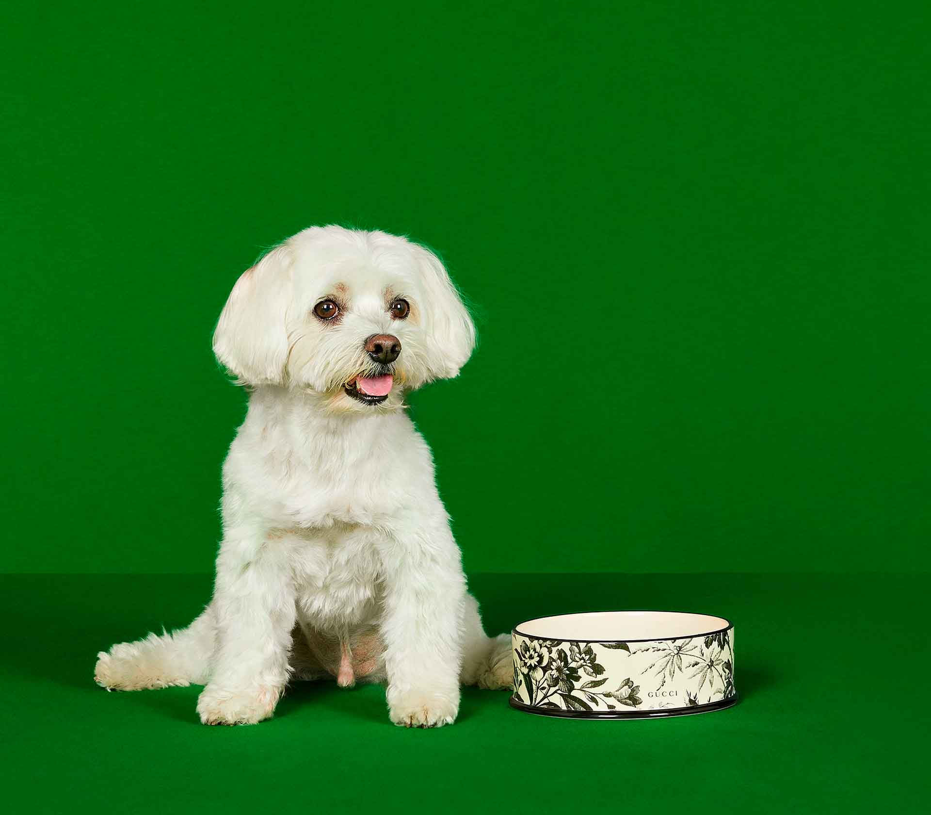 Tigela em Porcelana com Estampa de Herbário